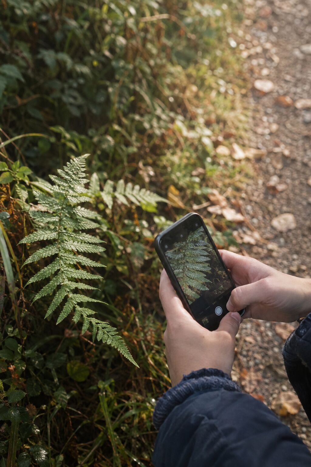 Hands holding a phone to photograph a fern beside a path